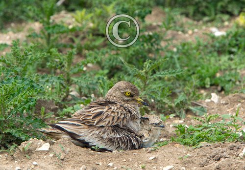 Stone Culew and Chick